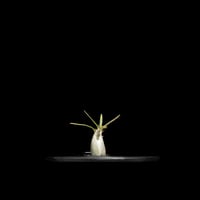 パキポディウム グラキリス / Pachypodium rosulatum var. gracilius #63