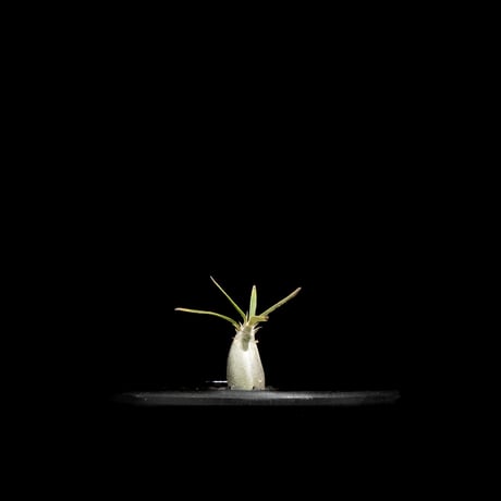 パキポディウム グラキリス / Pachypodium rosulatum var. gracilius #63