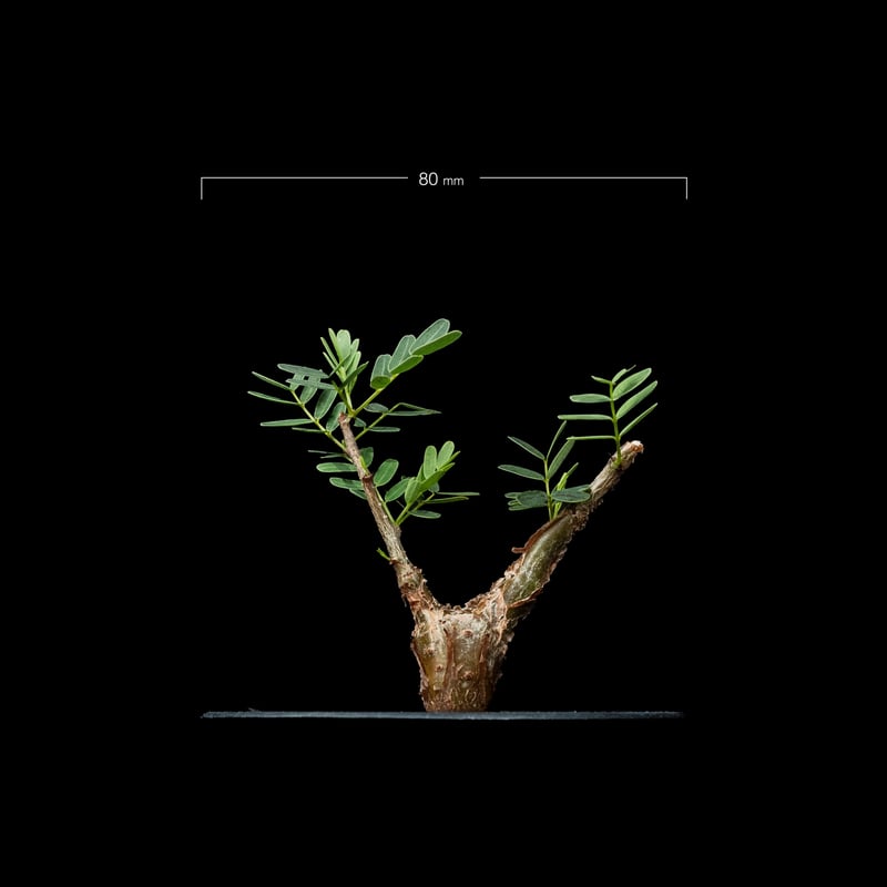 センナ メリディオナリス / Senna meridionalis #15 | Ducks (