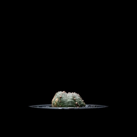 ユーフォルビア シンメトリカ (カキ仔) / Euphorbia obesa ssp. symmetrica #2