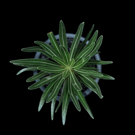 パキポディウム グラキリス / Pachypodium rosulatum var. gracilius #40