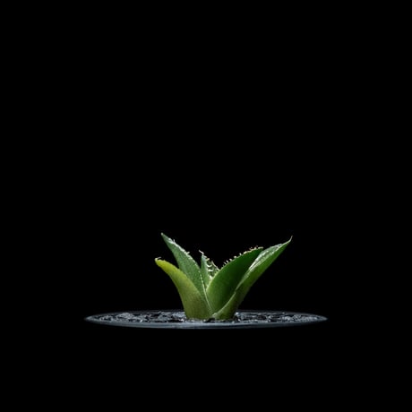 CATEGORY チタノタ フィリグリー | Ducks ( plants. ) CATEGORY チタノタ フィリグリー | Ducks ( plants. )