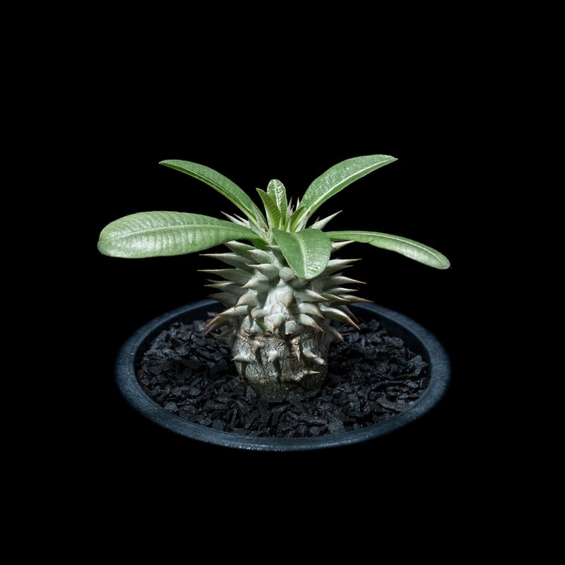 パキポディウム エブレネウム Pachypodium eburneum ① パキポディウム エブレネウム Pachypodium eburneum | mana's fa
