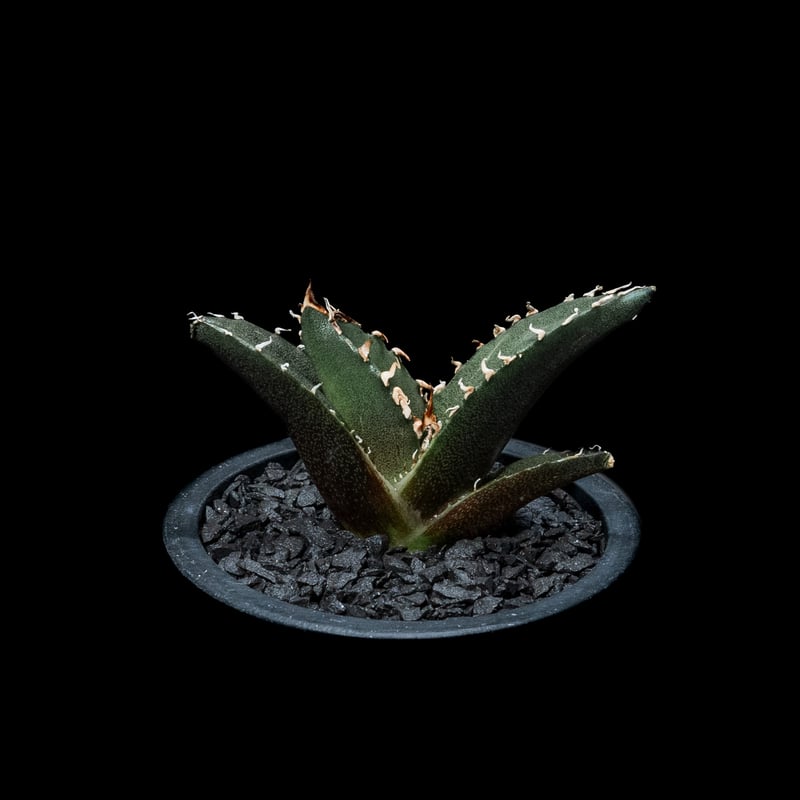 アガベ チタノタ 白鯨 / Agave titanota White Whale アガベ チタノタ 白鯨 Agave titanota White whale | mana's