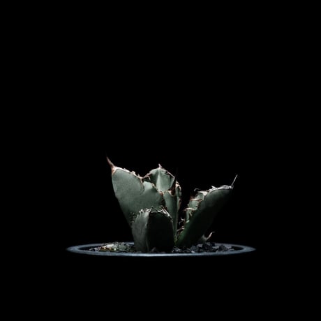 アガベ チタノタ ブラック&ブルー / Agave titanota ‘Black & Blue’ #11
