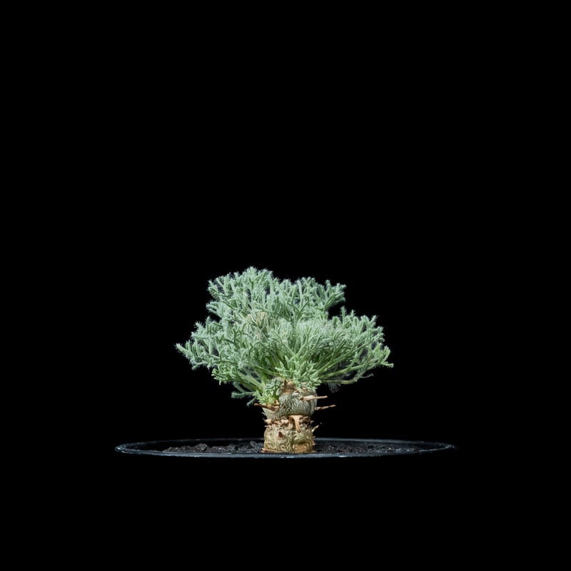 【実生株】モンソニア ペニクリナム　Monsonia peniculina Monsonia peniculina 【モンソニア・ペニクリナム・実生】 | RIMO'S