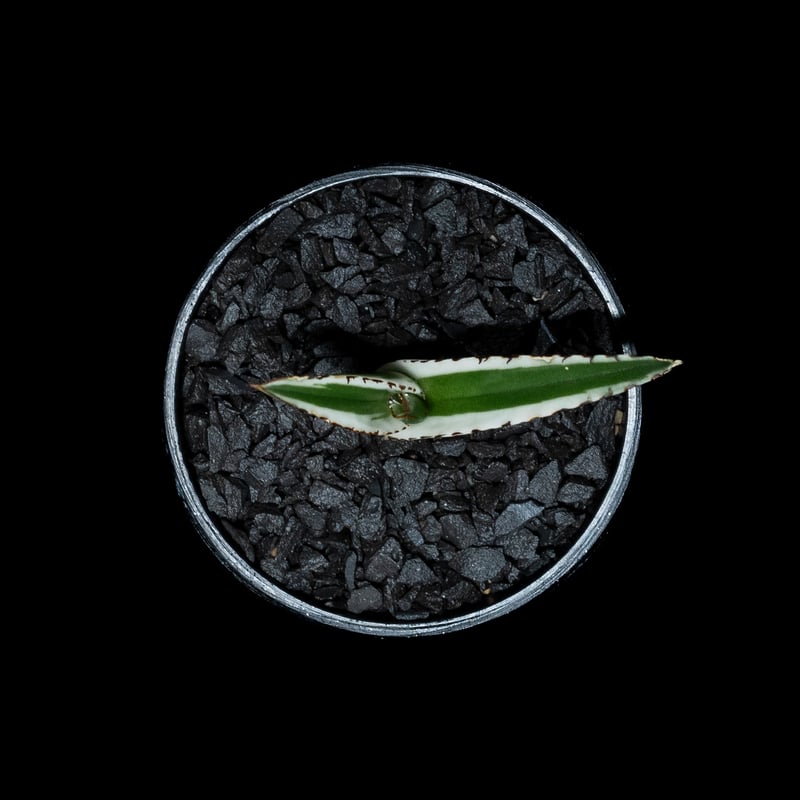 1 アガベ 笹の雪 氷山 純血 TC苗 特選 Agave 'Hyouzan' 1 アガベ 笹の雪 氷山 純血 TC苗 特選 Agave 'Hyouzan' アガベ 笹の雪