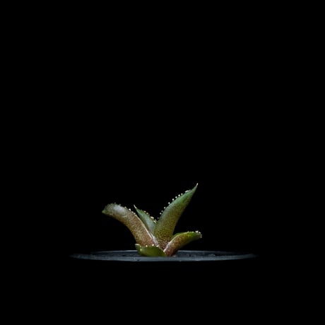 アガベ チタノタ 南アフリカダイヤモンド / Agave titanota ‘South Africa Diamond’ #6