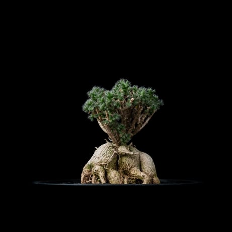 トリコディアデマ ブルボスム / Trichodiadema bulbosum #8