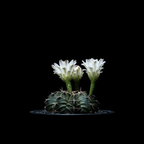 ギムノカリキウム フリードリッヒ×ヒボタン錦 / Gymnocalycium mihanovichii hyb. (v.friedrichi × cv.Hibotannishiki) #1