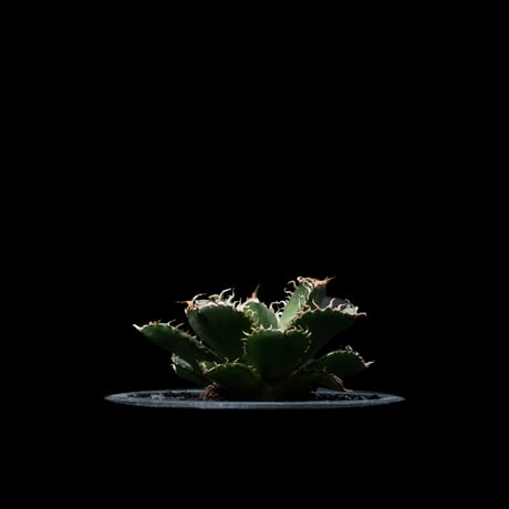アガベ チタノタ フィリグリー (圓葉拇指) / Agave titanota ‘Filigree’ #1