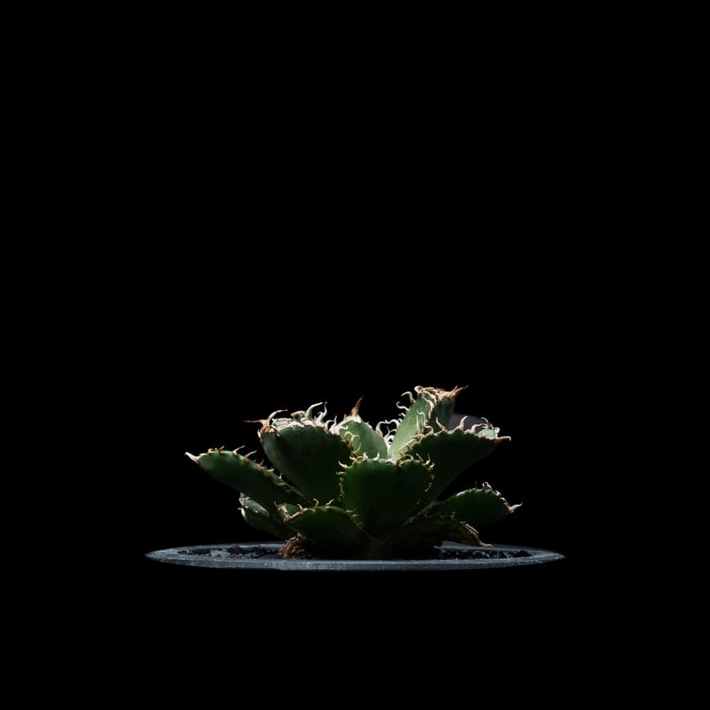 アガベ チタノタ フィリグリー (圓葉拇指) / Agave titanota 'Filigr