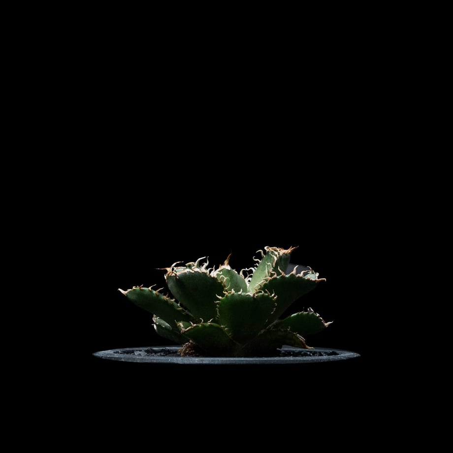 6535d005c347021e4a3825c4