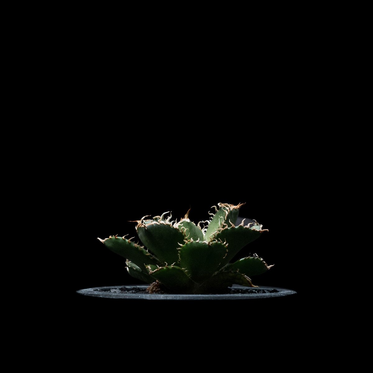 アガベ チタノタ フィリグリー Filigree 圓葉拇指 アガベ・チタノタ 圓葉拇指/フィリグリー(芽)014｜agave