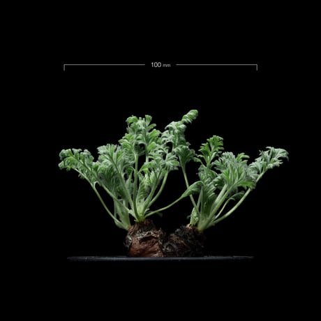 ペラルゴニウム アッペンディクラツム / Pelargonium appendiculatum #4