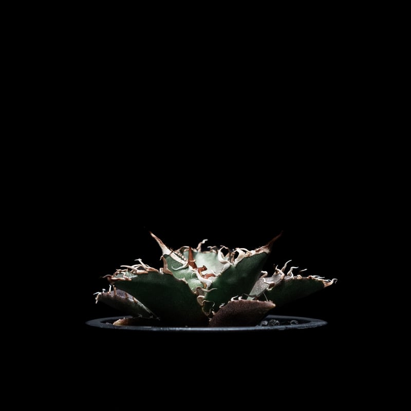 アガベ チタノタ シーザー / Agave titanota 'Caesar' | Ducks