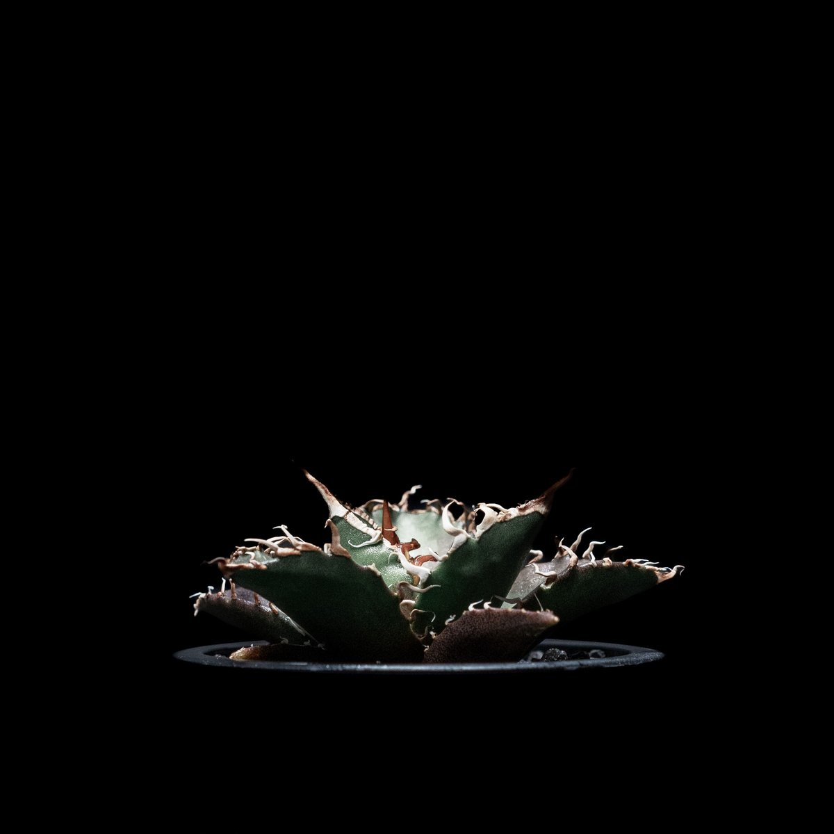 アガベ チタノタ シーザー / Agave titanota 'Caesar' | Ducks
