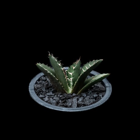 アガベ チタノタ 白鯨 / Agave titanota ‘White Whale’ #20