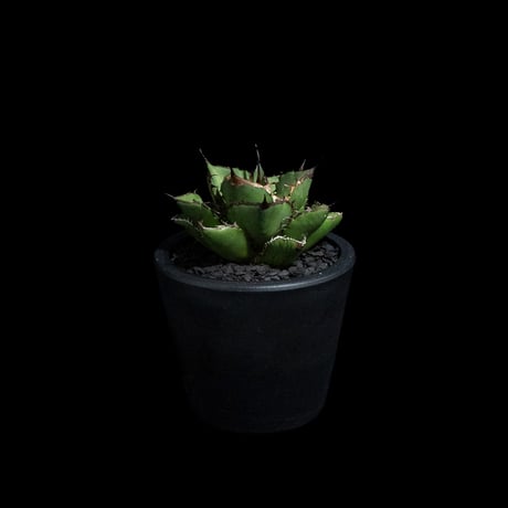 アガベ チタノタ 熊猫 / Agave titanota 'Panda' #4