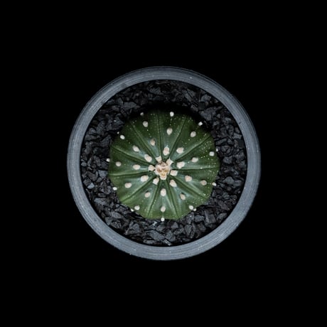 アストロフィツム アステリアス (兜丸) 十一稜 / Astorophytum asterias v. 11ribs #4