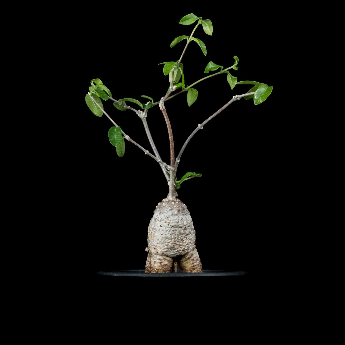 フォッケア・エデュリス フォッケア エデュリス / Fockea edulis #4 | Ducks ( plants. )