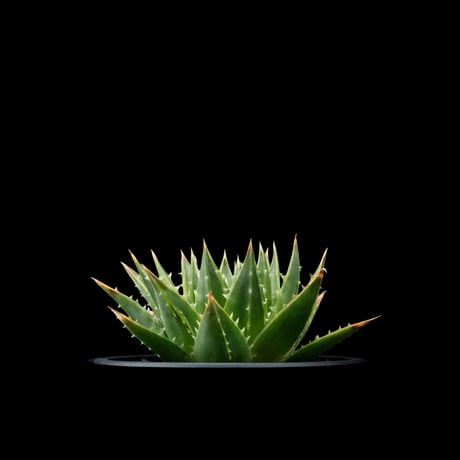 アロエ ポリフィラ / Aloe polyphylla #1
