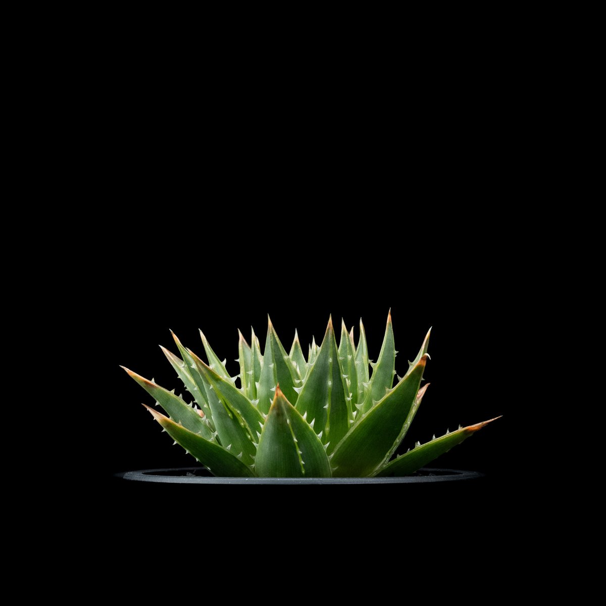 アロエ　ポリフィラ アロエ ポリフィラ | カトーエンゲー