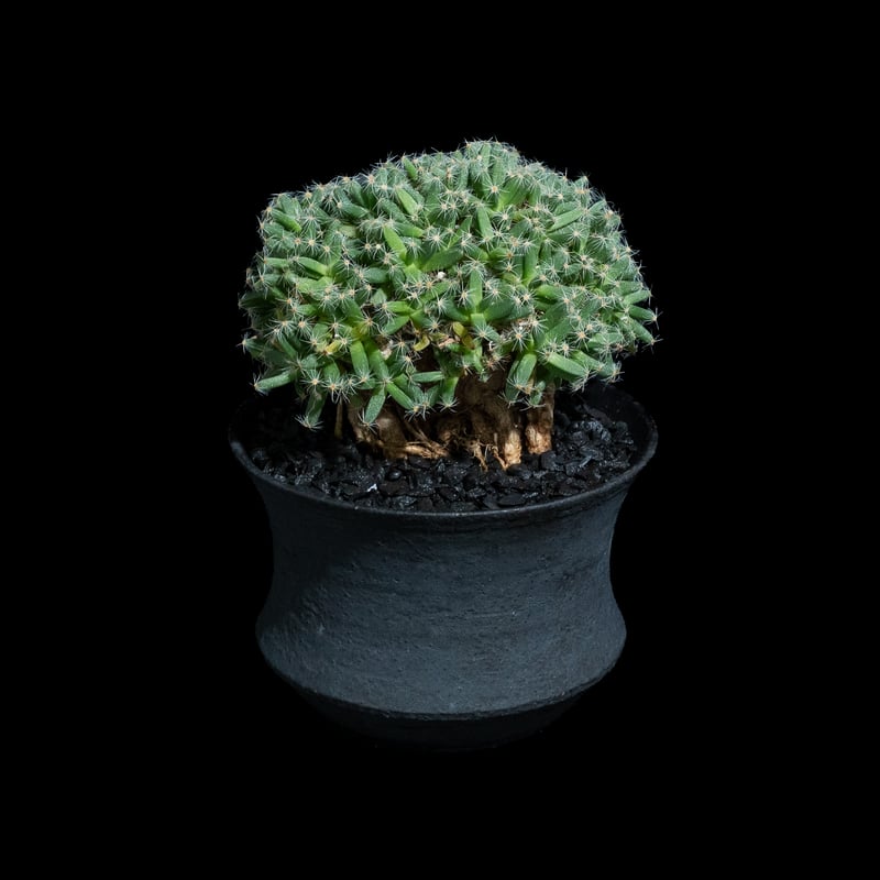 トリコディアデマ デンサム / Trichodiadema densum #28 | Duck