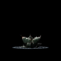 アガベ チタノタ ブラック&ブルー / Agave titanota ‘Black & Blue’ #8