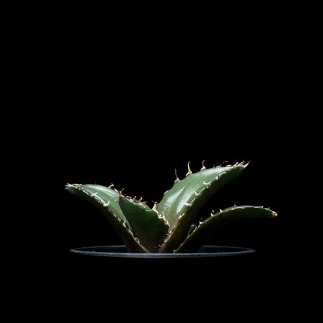 アガベ チタノタ 白鯨 / Agave titanota ‘White Whale’ #55