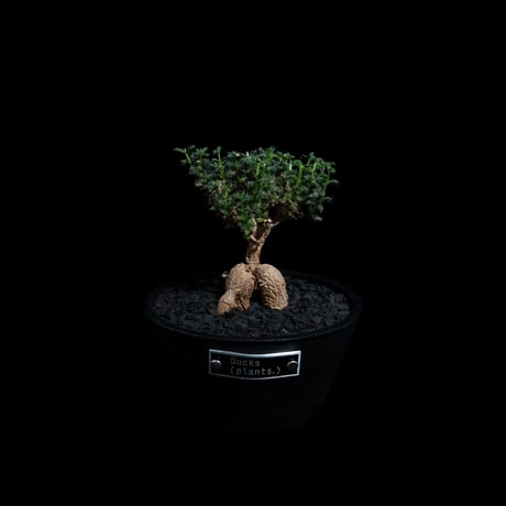 トリコディアデマ ブルボスム / Trichodiadema bulbosum #58