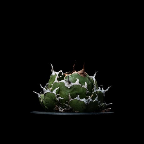 アガベ チタノタ 白鯨 / Agave titanota ‘White Whale’ #39
