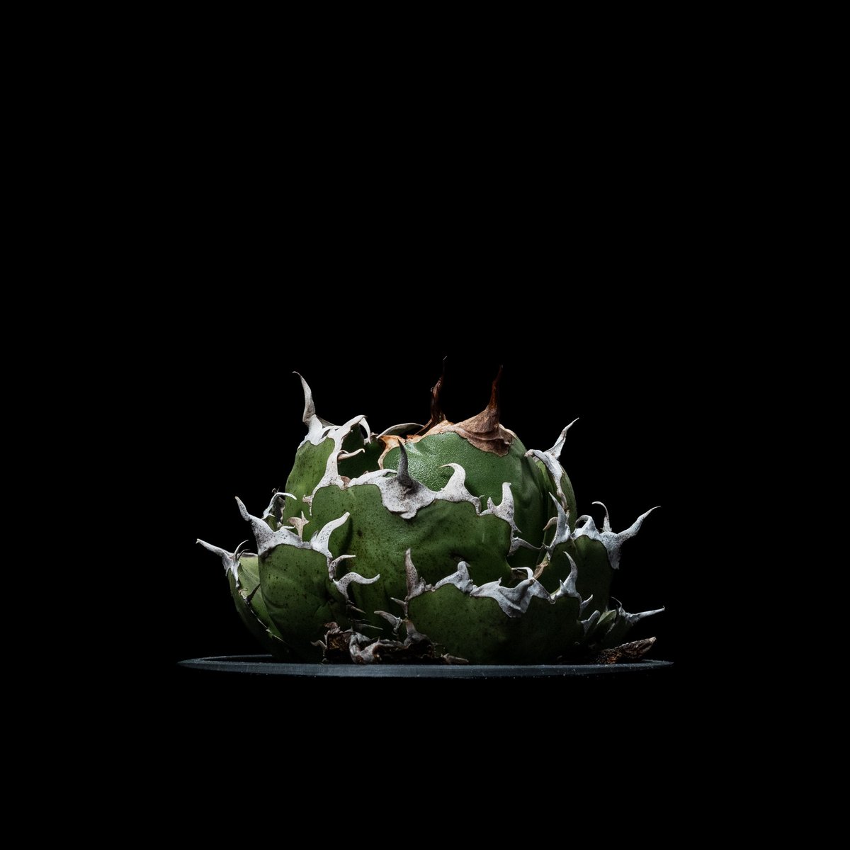 アガベ チタノタ 白鯨 / Agave titanota White Whale アガベ チタノタ 白鯨 Agave titanota White whale | mana's