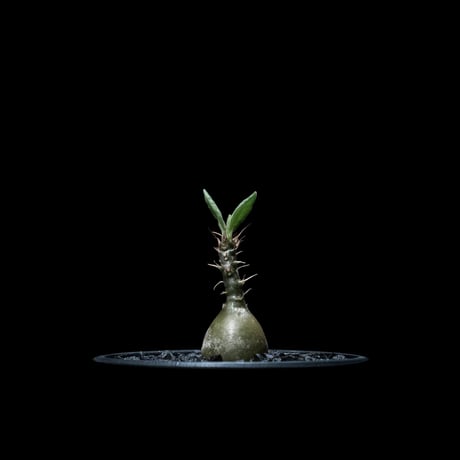 パキポディウム サキュレンタム / Pachypodium Succulentum