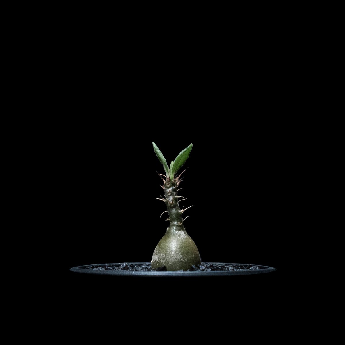 パキポディウム サキュレンタム / Pachypodium Succulentum | Duc