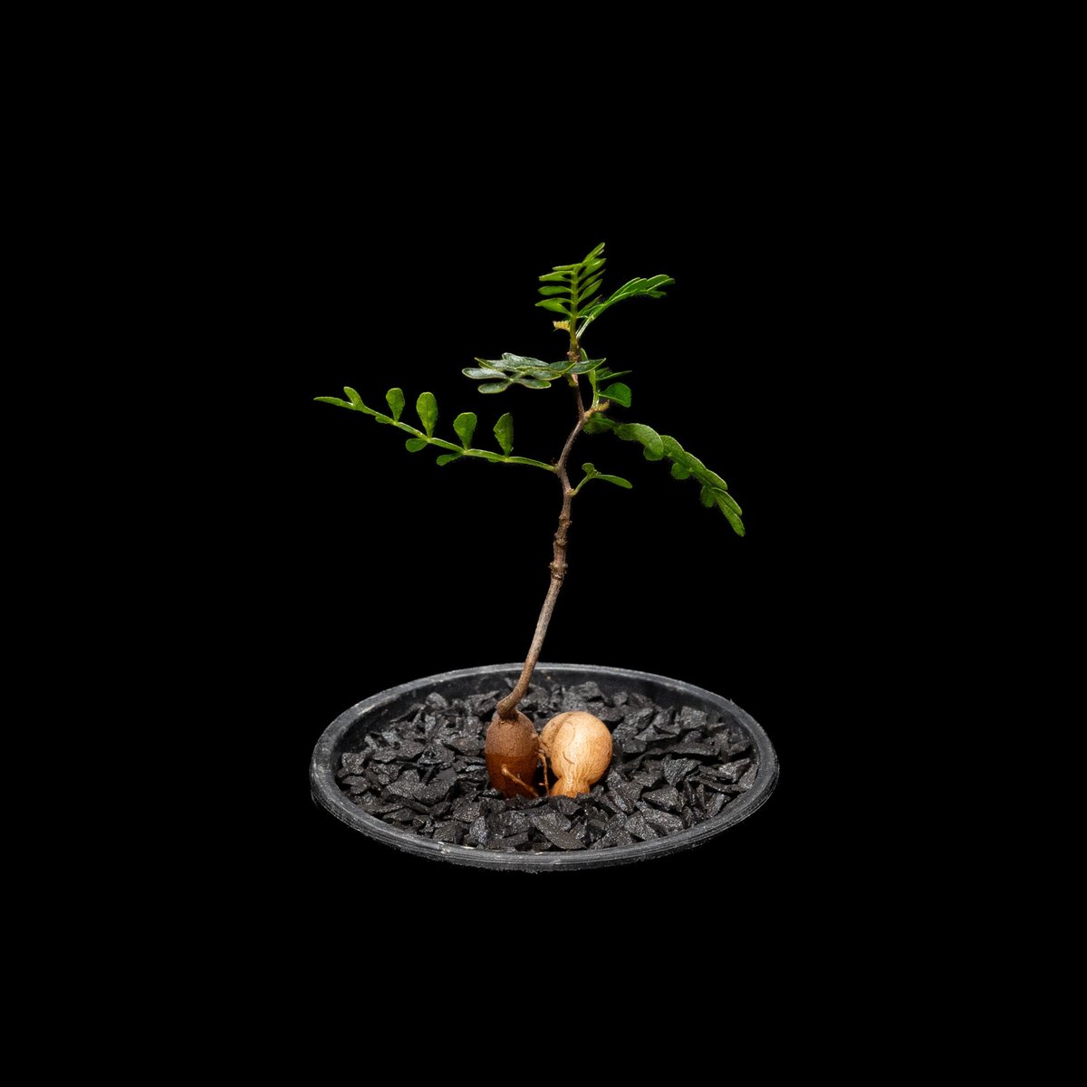 オペルクリカリア パキプス / Operculicarya pachypus #11 | D