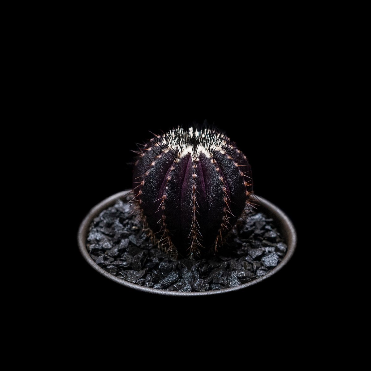 ユーベルマニア ペクチニフェラ / Uebelmannia pectinifera | Duc