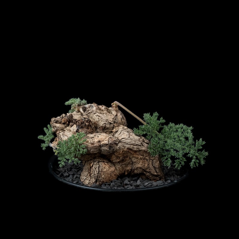 ペラルゴニウム トリステ / Pelargonium triste #4 | Ducks (