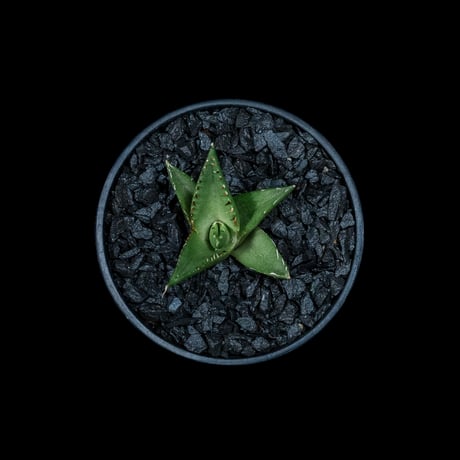 アガベ チタノタ ハデス / Agave titanota ‘Hades’ #3