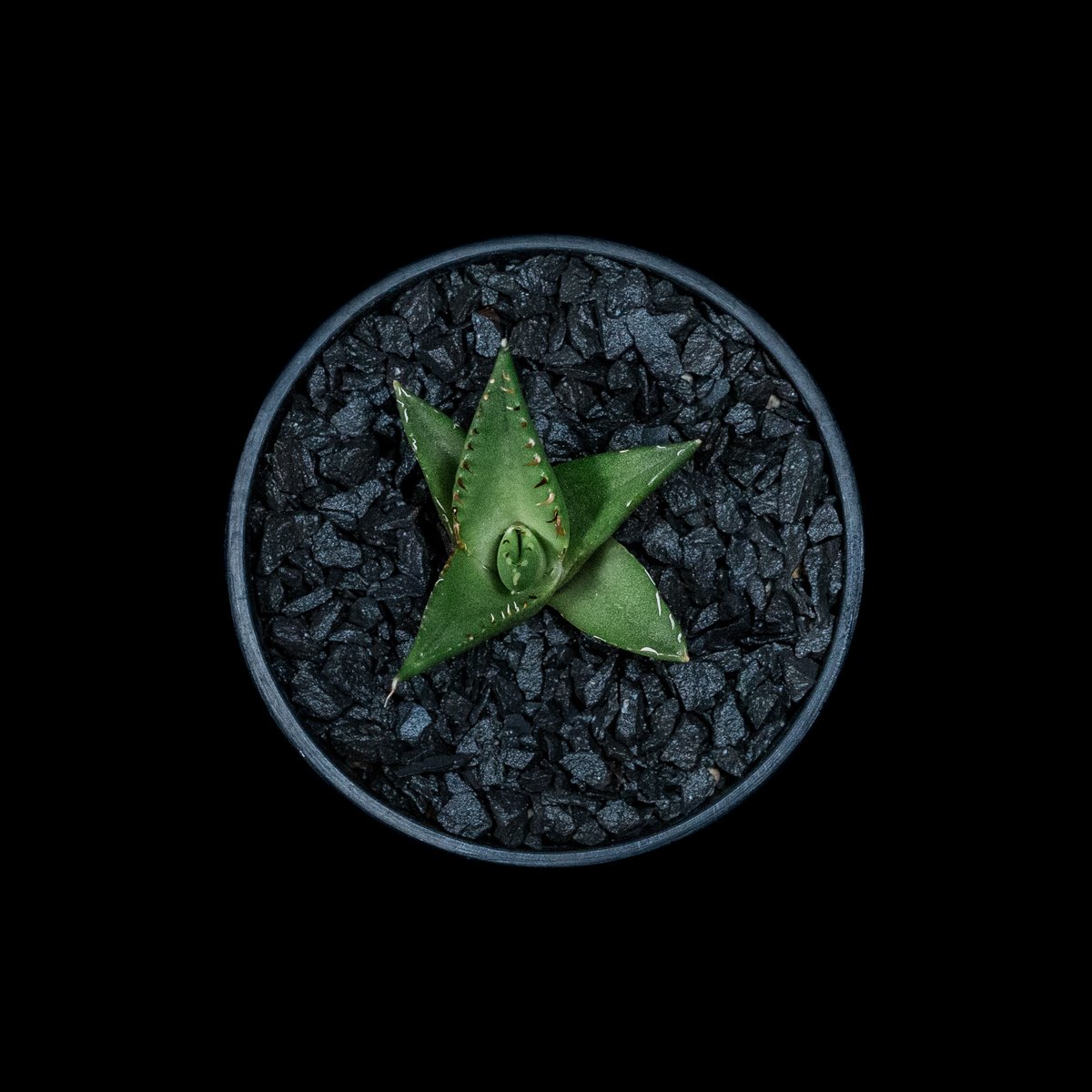 アガベ チタノタ ハデス / Agave titanota 'Hades' #3 | D アガベ チタノタ ハデス / Agave titanota 'Hades' #3 | D