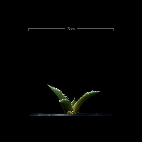 アガベ チタノタ 南アフリカダイヤモンド / Agave titanota ‘South Africa Diamond’ #3
