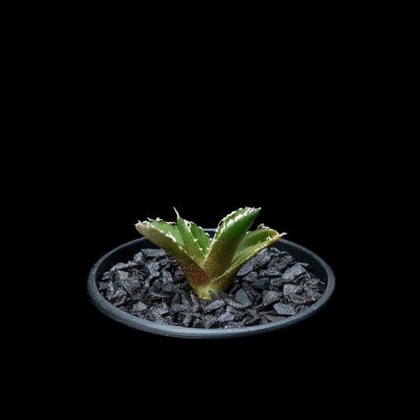 アガベ チタノタ 南アフリカダイヤモンド / Agave titanota ‘South Africa Diamond’ #1