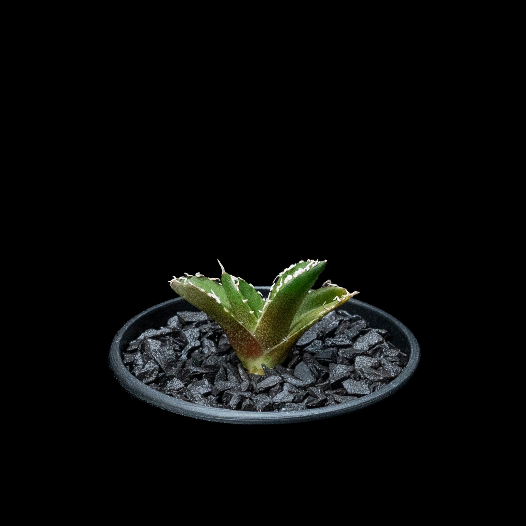 アガベ チタノタ 南アフリカダイヤモンド / Agave titanota 'South Af
