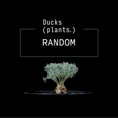 CATEGORY モンソニア | Ducks ( plants. ) CATEGORY モンソニア | Ducks ( plants. )