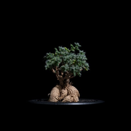 トリコディアデマ ブルボスム / Trichodiadema bulbosum #20