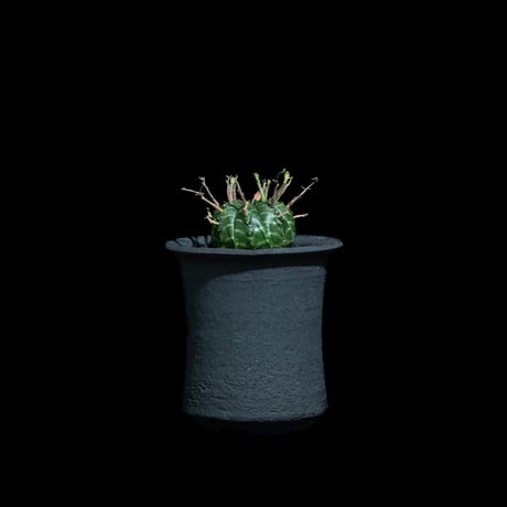 ユーフォルビア バリダ / Euphorbia meloformis ssp. valida #7