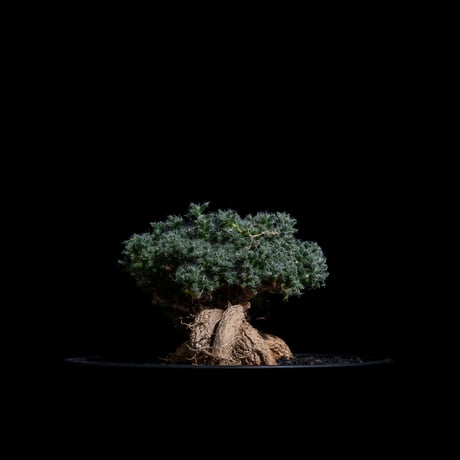 トリコディアデマ ブルボスム / Trichodiadema bulbosum #22