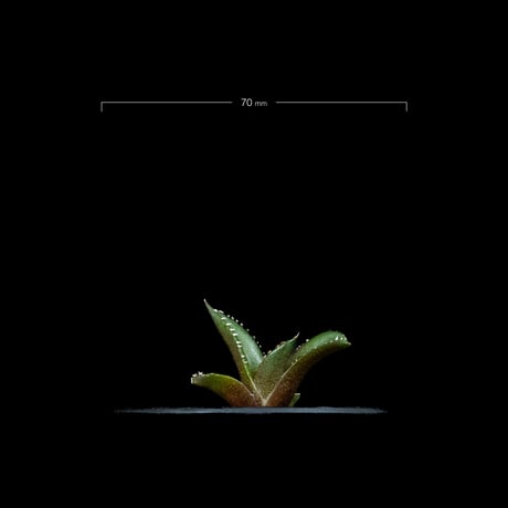 アガベ チタノタ 南アフリカダイヤモンド / Agave titanota ‘South Africa Diamond’ #6