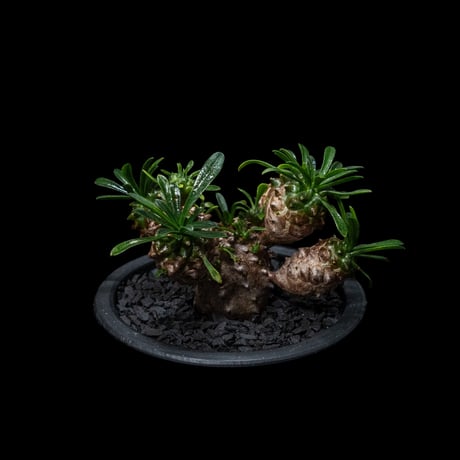 ユーフォルビア 峨眉山 / Euphorbia ‘Gabizan’  #2