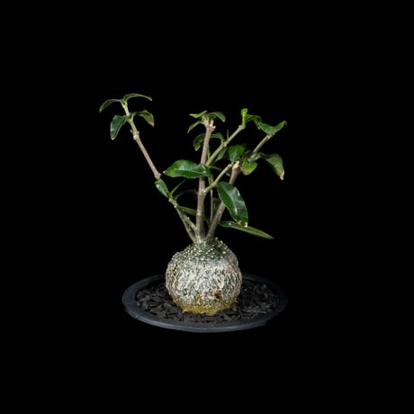 フォッケア エデュリス / Fockea edulis #7